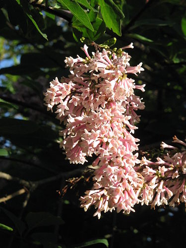 Syringa tomentella